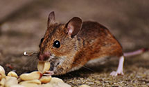 24 Hour & Emergency Exterminators in Mount Desert, ME